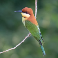 Chestnut-headed Bee-eater